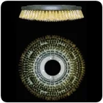 La monobrosse WIRBEL JOLLY 18L 220V est votre alliée pour un nettoyage optimal. Avec un rendement théorique de 250 mq/h, un réservoir de solution de 12-18 L et une pression des brosses de 35-45 kg, elle vous garantit des résultats impeccables.